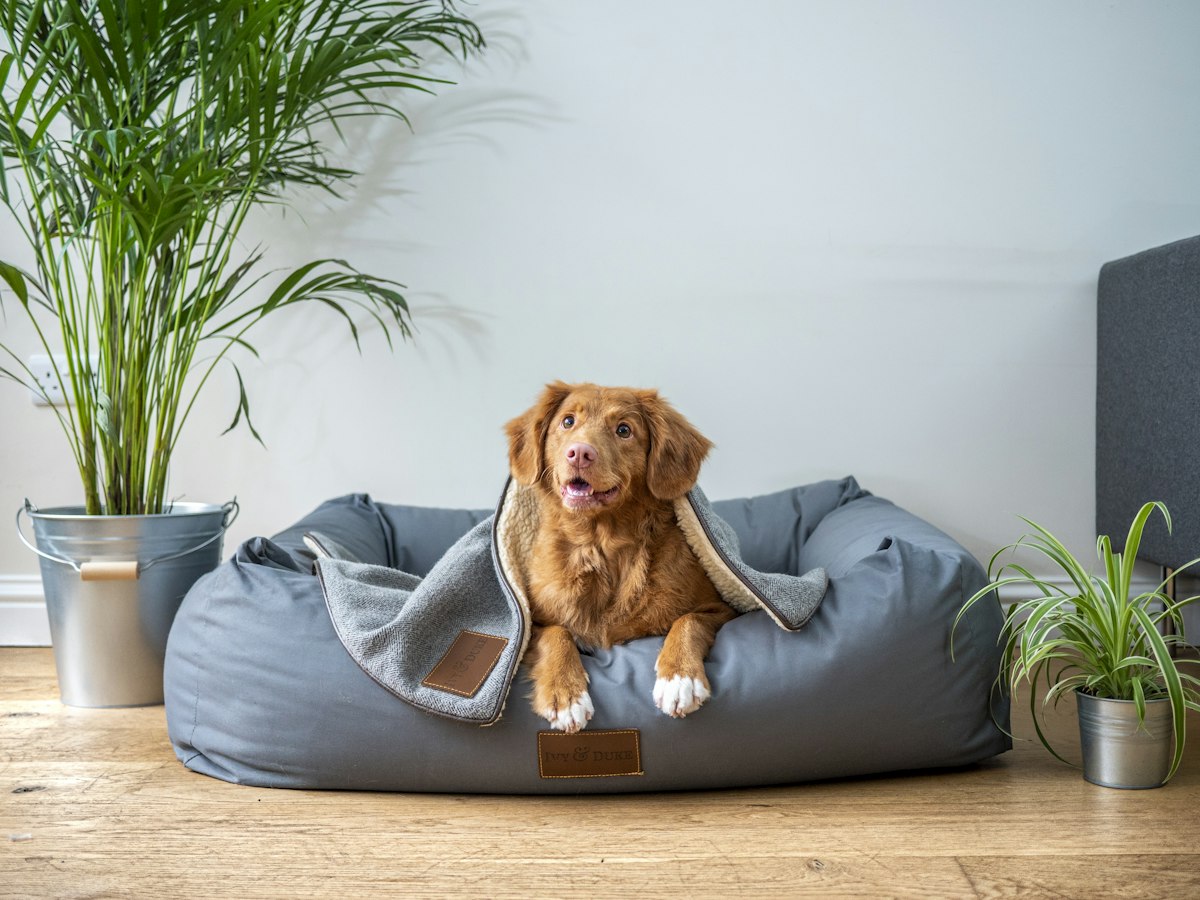 A golden-brown dog resting in a grey dog bed in a bright living room