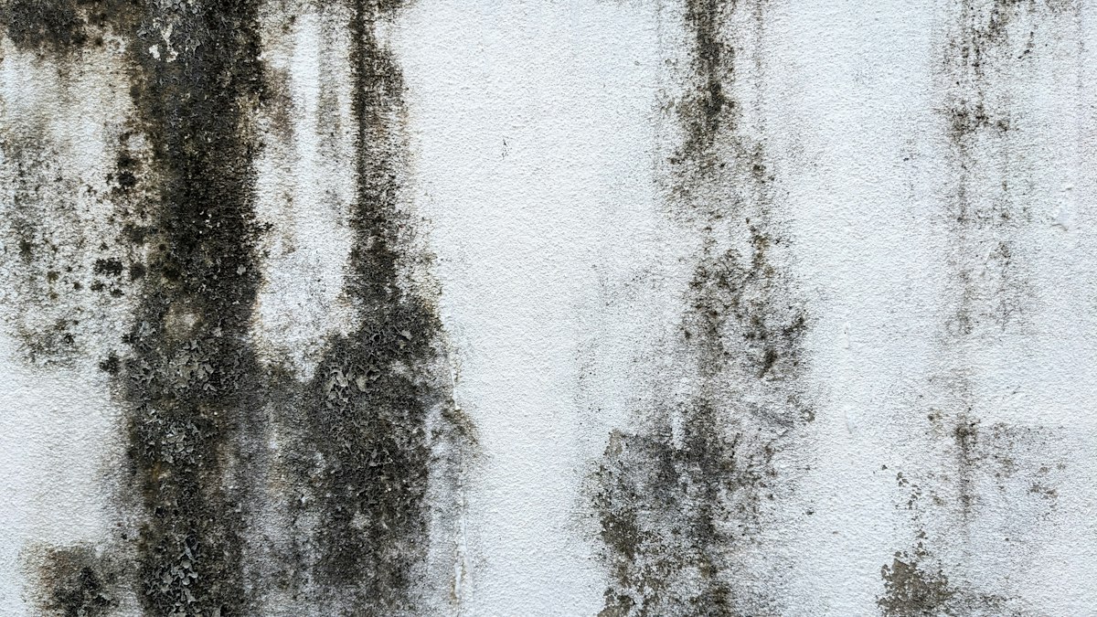 Black mould spreading down a white painted wall